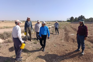 بازدید کارشناس سالک استان از روند اجرای مرحله سوم برنامه جونده کشی در کانون های سالک خیز استان 