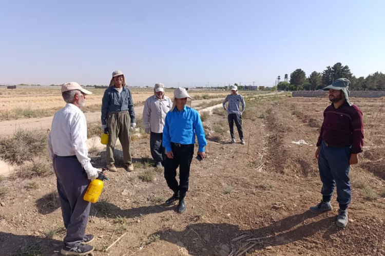 بازدید کارشناس سالک استان از روند اجرای مرحله سوم برنامه جونده کشی در کانون های سالک خیز استان 
