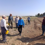 بازدید کارشناس سالک استان از روند اجرای مرحله سوم برنامه جونده کشی در کانون های سالک خیز استان 